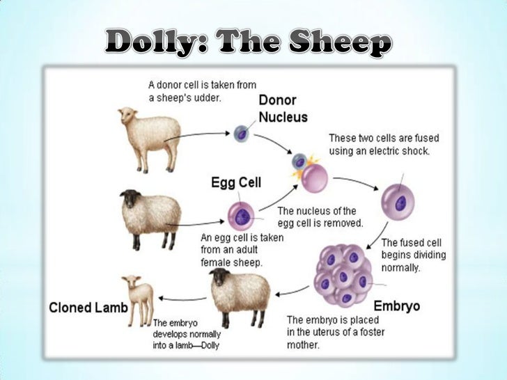 genetic engineering project