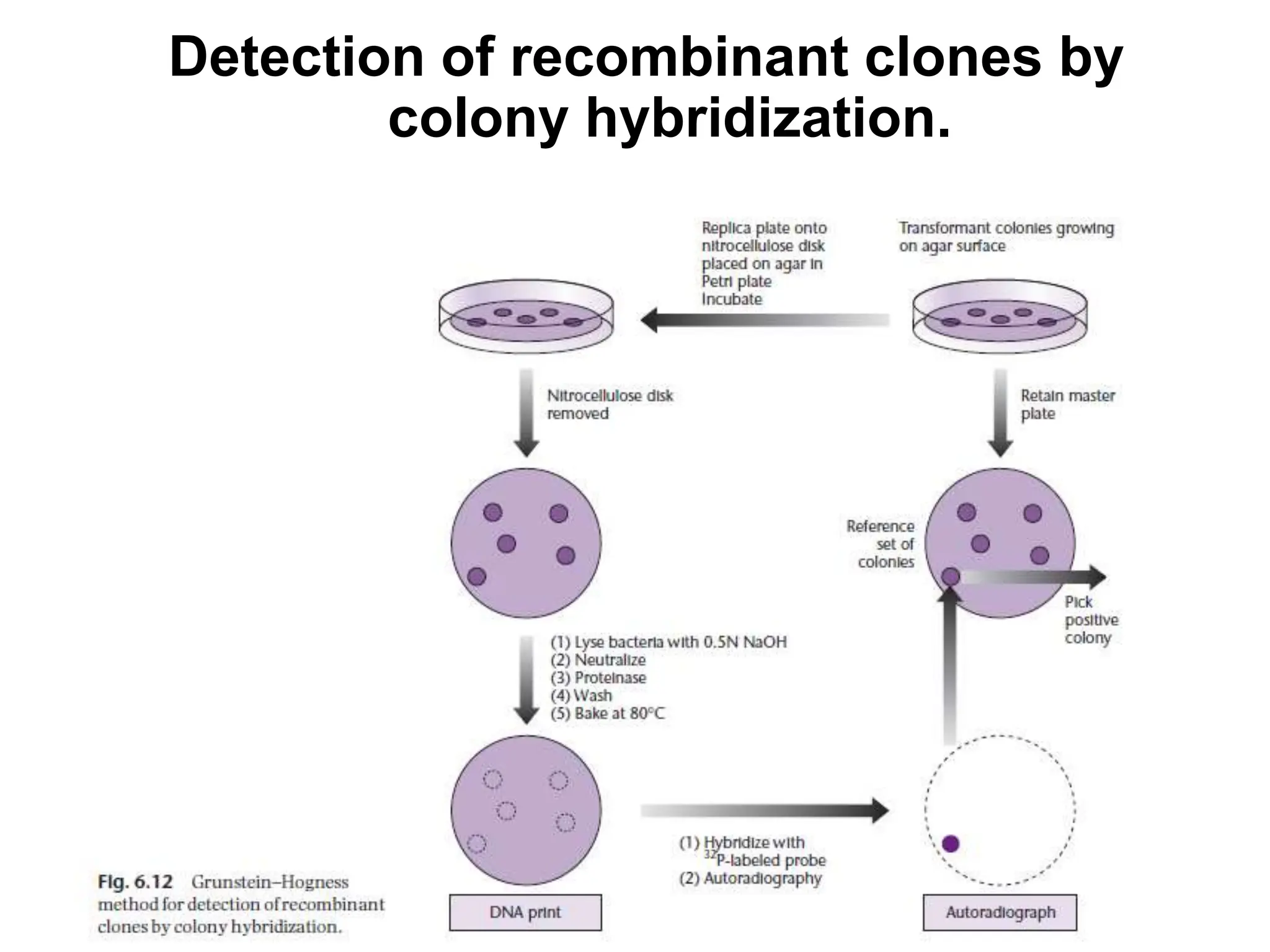 Detection of recombinant clones by
colony hybridization.
 