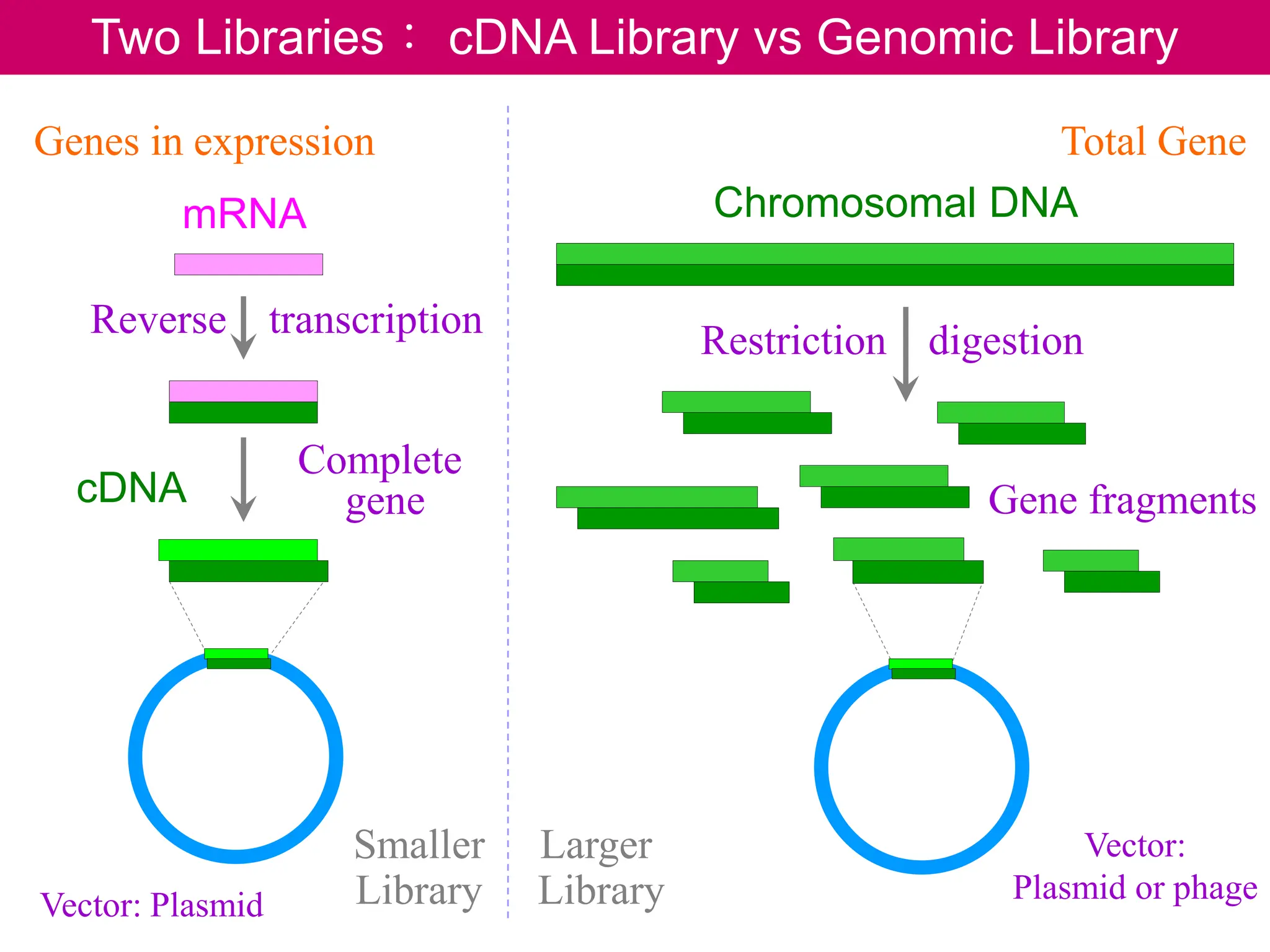 Two Libraries： cDNA Library vs Genomic Library
mRNA
cDNA
Reverse transcription
Chromosomal DNA
Restriction digestion
Genes in expression Total Gene
Complete
gene Gene fragments
Smaller
Library
Larger
Library
Vector:
Plasmid or phage
Vector: Plasmid
Juang RH (2004) BCbasics
 