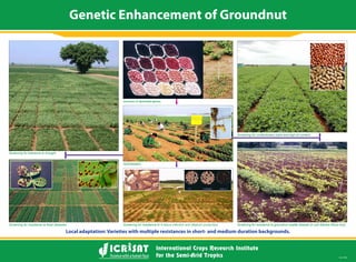 Genetic Enhancement of Groundnut
Local adaptation: Varieties with multiple resistances in short- and medium duration backgrounds.
Screening for tolerance to drought.
Screening for resistance to foliar diseases.
Sources of desirable genes.
Hybridization.
Screening for resistance to
Screening for confectionery traits and high oil content.
Screening for resistance to groundnut rosette disease (in sub-Sahara Africa only).
 