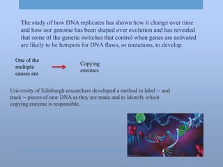 University of Edinburgh researchers developed a method to label -- and
track -- pieces of new DNA as they are made and to identify which
copying enzyme is responsible.
The study of how DNA replicates has shown how it change over time
and how our genome has been shaped over evolution and has revealed
that some of the genetic switches that control when genes are activated
are likely to be hotspots for DNA flaws, or mutations, to develop.
One of the
multiple
causes are
Copying
enzimes
 