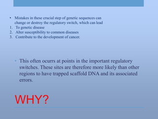 WHY?
• This often ocurrs at points in the important regulatory
switches. These sites are therefore more likely than other
regions to have trapped scaffold DNA and its associated
errors.
• Mistakes in these crucial step of genetic sequences can
change or destroy the regulatory switch, which can lead
1. To genetic disease
2. Alter susceptibility to common diseases
3. Contribute to the development of cancer.
 
