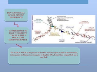 DNA CONTAINS ALL
OF OUR GENETIC
INFORMATION
• IN ORDER FOR IT TO
HAVE IT COMPLETE
IT MUST SUFFER A
REPLICATION
SEMICONCERVATIVE
The REPLICATION is the process of the DNA were he copies in order to be transmited,
in this proces it obtaines two molecules of daughter DNA formed by a original fork and a
new fork.
. .
 