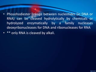 • Phosohodiester linkage between nucleotides (in DNA or
RNA) can be cleaved hydrolytically by chemicals or
hydrolyzed enzy...