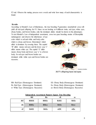 Genetic experiment on the offspring of drosophila melanogaster | DOCX