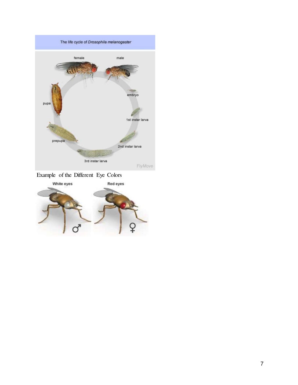 experiment on the offspring of drosophila melanogaster