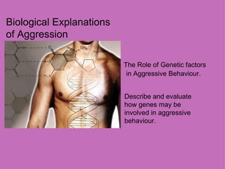 Biological Explanations of Aggression The Role of Genetic factors in Aggressive Behaviour. Describe and evaluate  how genes may be involved in aggressive behaviour. 