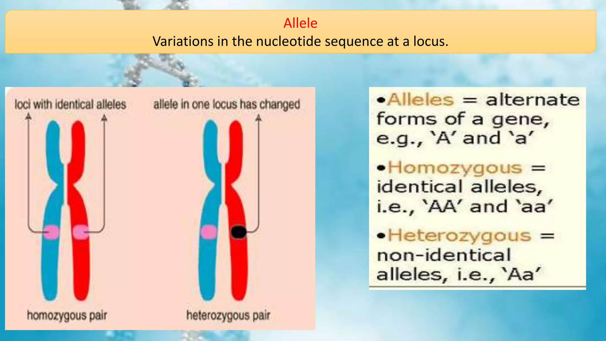 Allele
Variations in the nucleotide sequence at a locus.
 