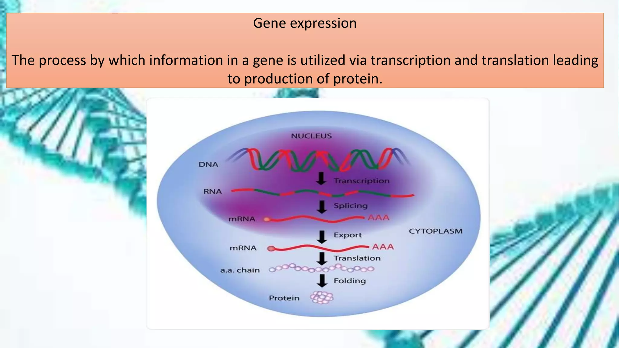 Gene expression
The process by which information in a gene is utilized via transcription and translation leading
to production of protein.
 