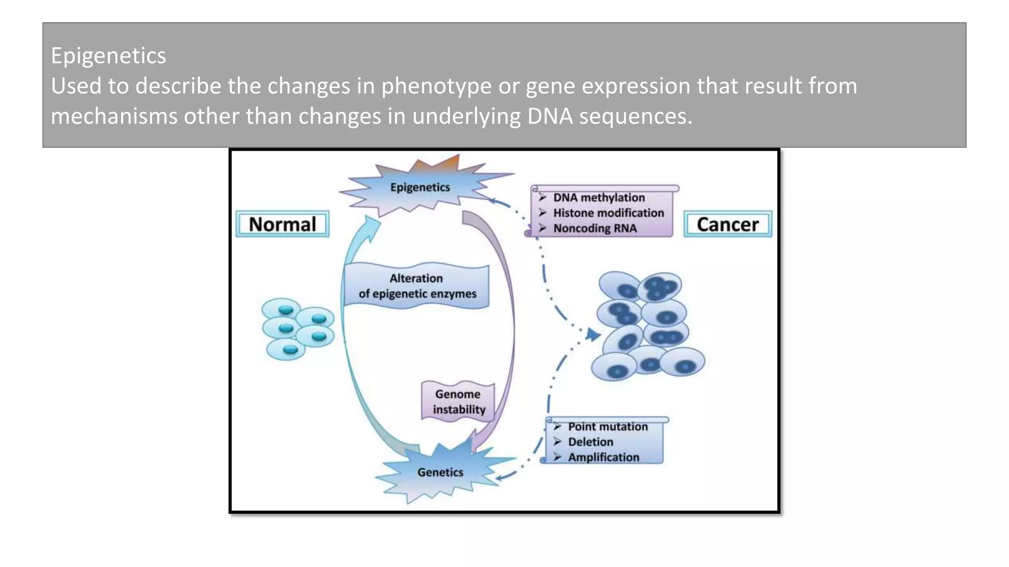 Epigenetics
Used to describe the changes in phenotype or gene expression that result from
mechanisms other than changes in underlying DNA sequences.
 