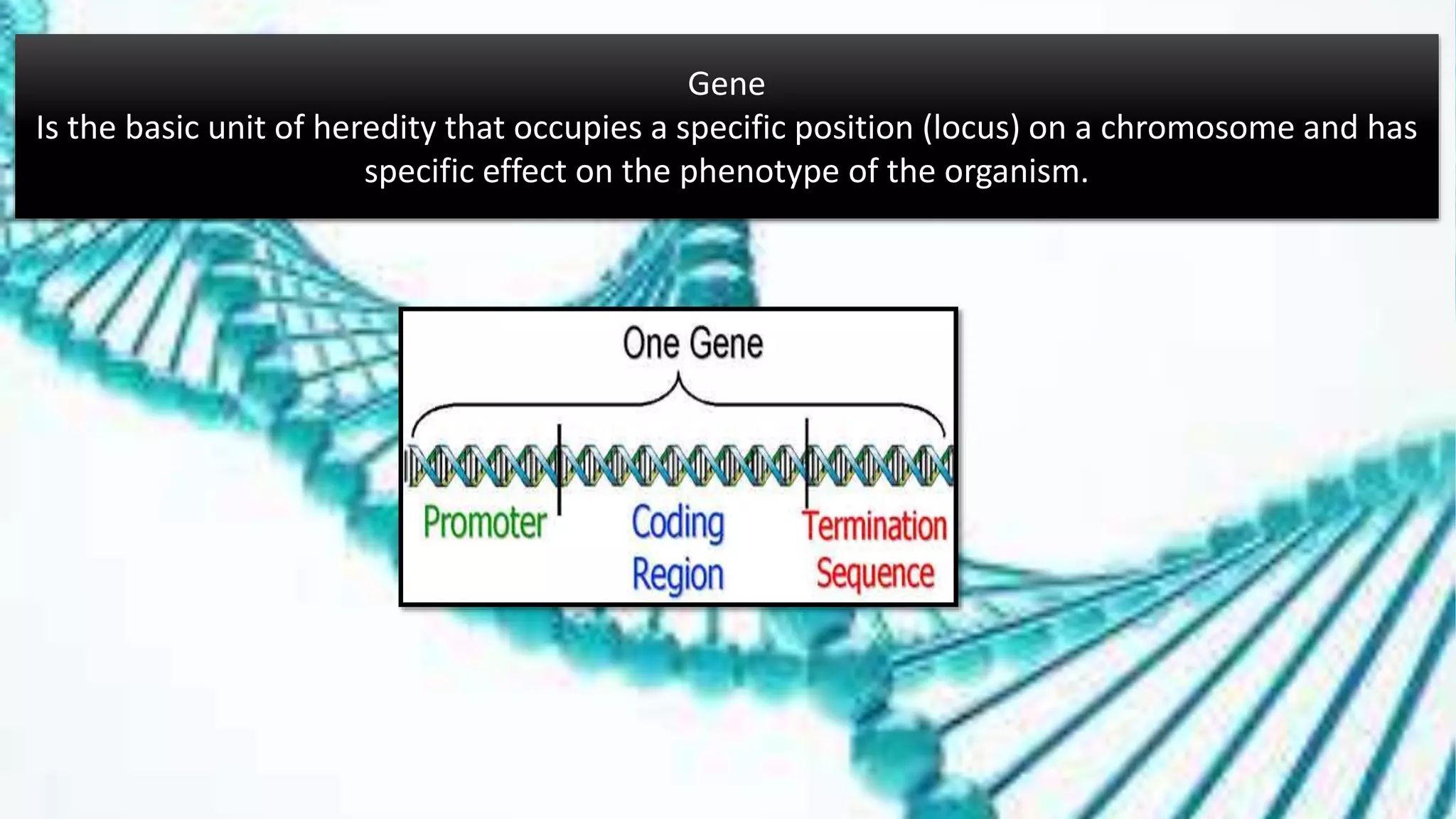 Gene
Is the basic unit of heredity that occupies a specific position (locus) on a chromosome and has
specific effect on the phenotype of the organism.
 