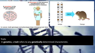 Traits
In genetics, a trait refers to any genetically determined characteristic.
 