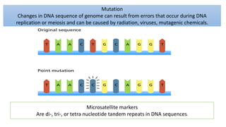 Mutation
Changes in DNA sequence of genome can result from errors that occur during DNA
replication or meiosis and can be caused by radiation, viruses, mutagenic chemicals.
Microsatellite markers
Are di-, tri-, or tetra nucleotide tandem repeats in DNA sequences.
 