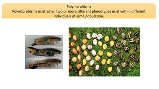 Polymorphisms
Polymorphisms exist when two or more different phenotypes exist within different
individuals of same population.
 