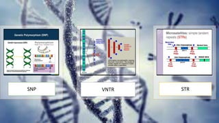 SNP VNTR STR
 
