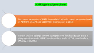 Decreased expression of ANRIL is correlated with decreased expression levels
of ADIPORI, VAMP3 and C11ORF10. [Bochenek et al 2013]
Protein VAMP3 belongs to VAMP/synaptobrevin family and plays a role in
phagocytosis wherein VAMP3 mediates the transfer of TNF to cell surface
[Murray et al 2005]
VAMP3 gene polymorphisms
 