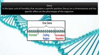 Gene
Is the basic unit of heredity that occupies a specific position (locus) on a chromosome and has
specific effect on the phenotype of the organism.
 
