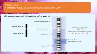 Chromosome
A chromosome is an organized structure containing DNA
 