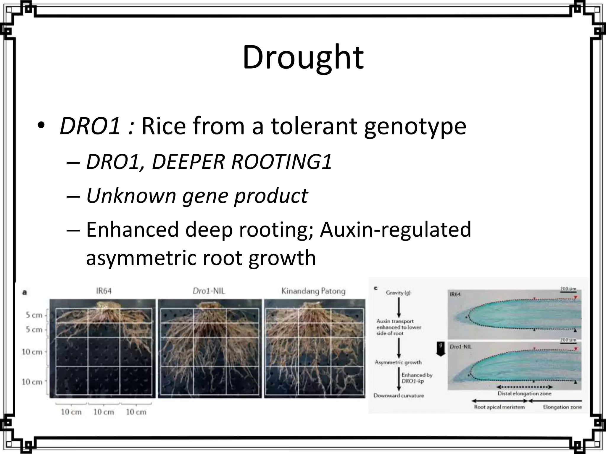 Genetic factors affecting abiotic stress tolerance | PPTX