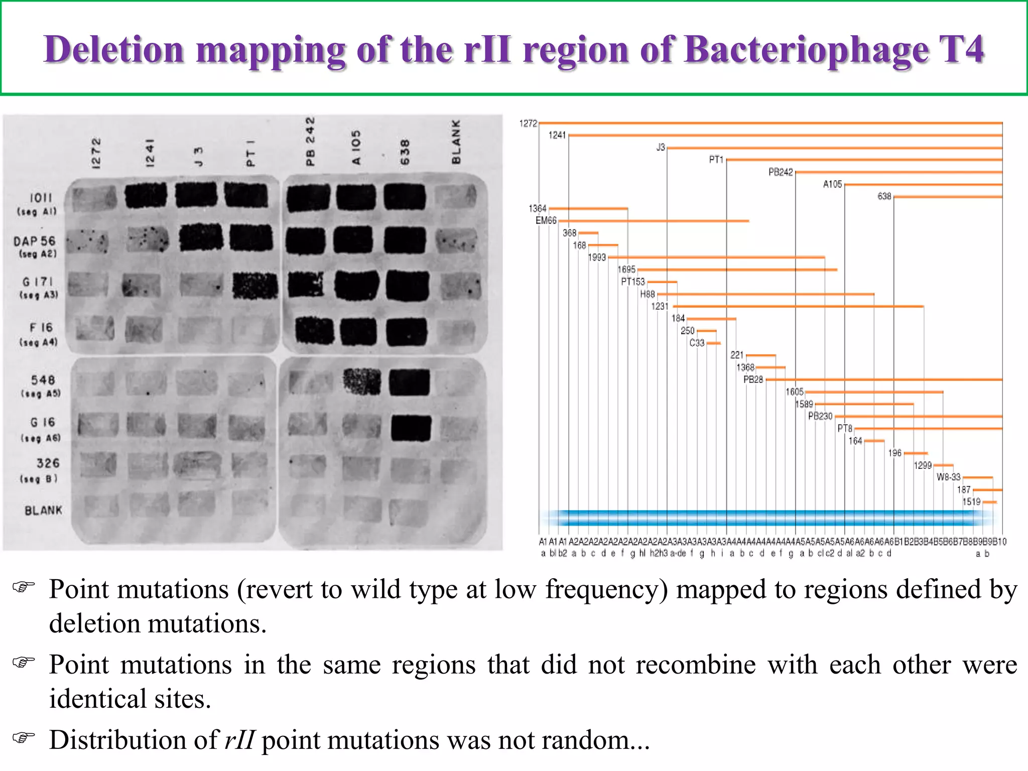 Genetic Fine Str Analysis Complementation Pptx