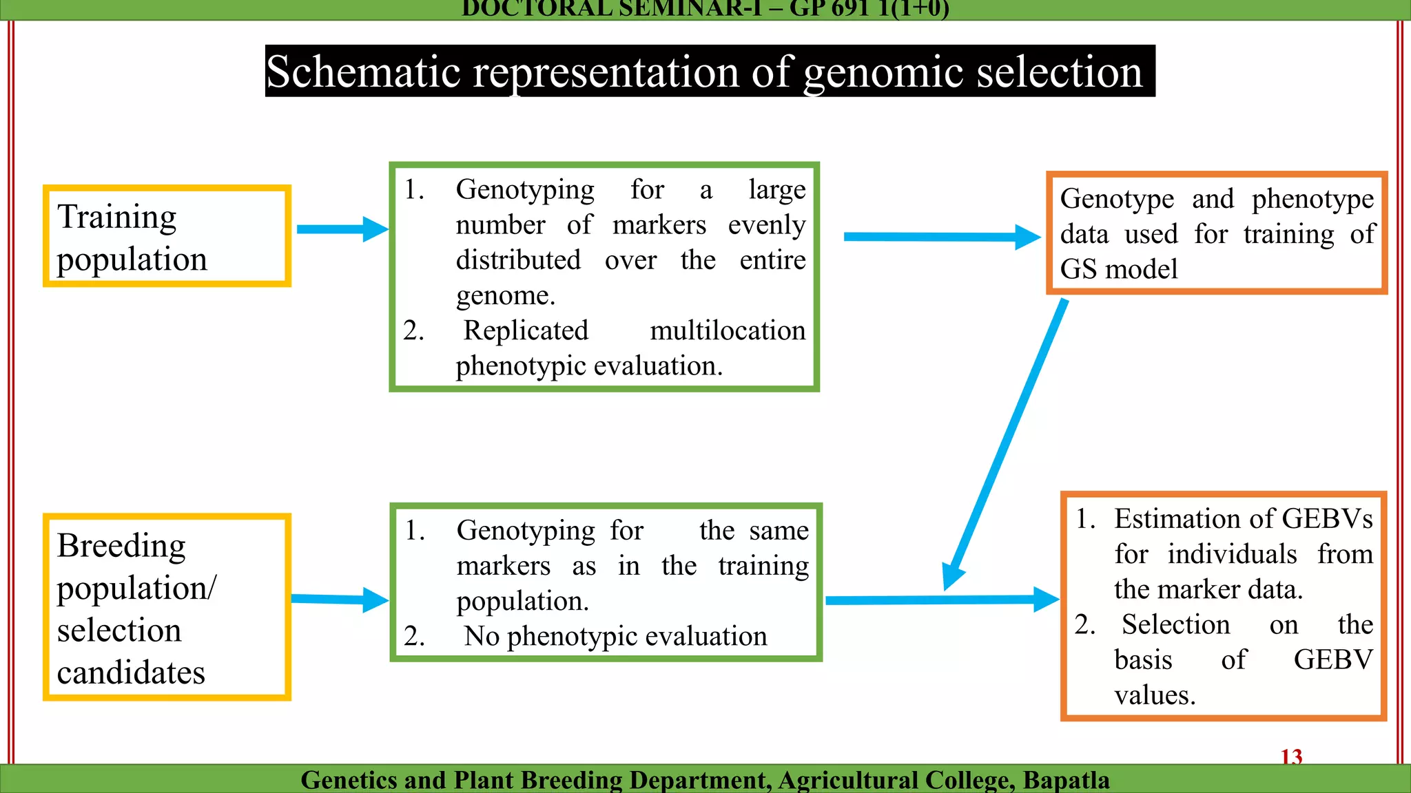 Training
population
1. Genotyping for a large
number of markers evenly
distributed over the entire
genome.
2. Replicated multilocation
phenotypic evaluation.
Genotype and phenotype
data used for training of
GS model
1. Estimation of GEBVs
for individuals from
the marker data.
2. Selection on the
basis of GEBV
values.
Breeding
population/
selection
candidates
1. Genotyping for the same
markers as in the training
population.
2. No phenotypic evaluation
Schematic representation of genomic selection
13
Genetics and Plant Breeding Department, Agricultural College, Bapatla
DOCTORAL SEMINAR-I – GP 691 1(1+0)
 