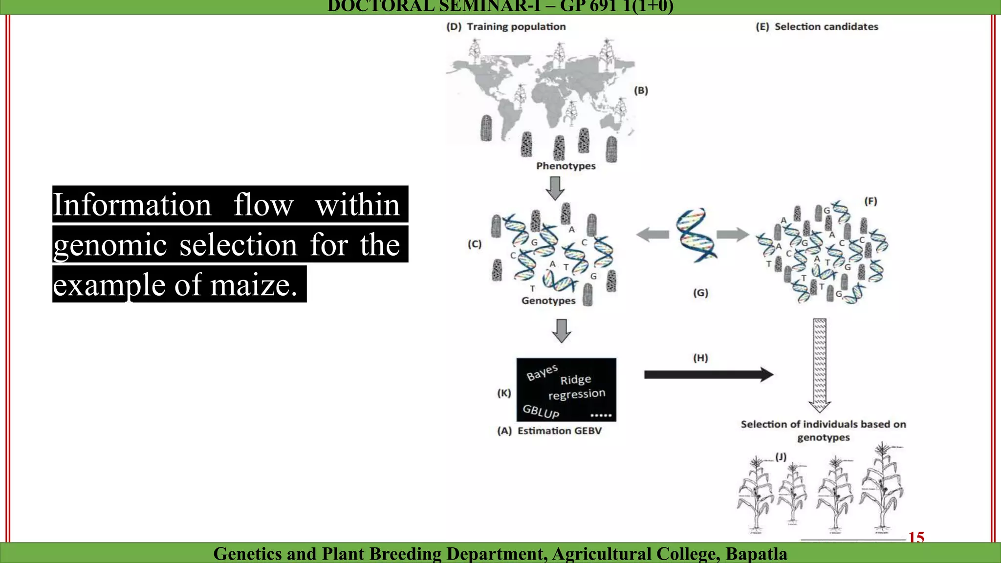 Information flow within
genomic selection for the
example of maize.
15
Genetics and Plant Breeding Department, Agricultural College, Bapatla
DOCTORAL SEMINAR-I – GP 691 1(1+0)
 