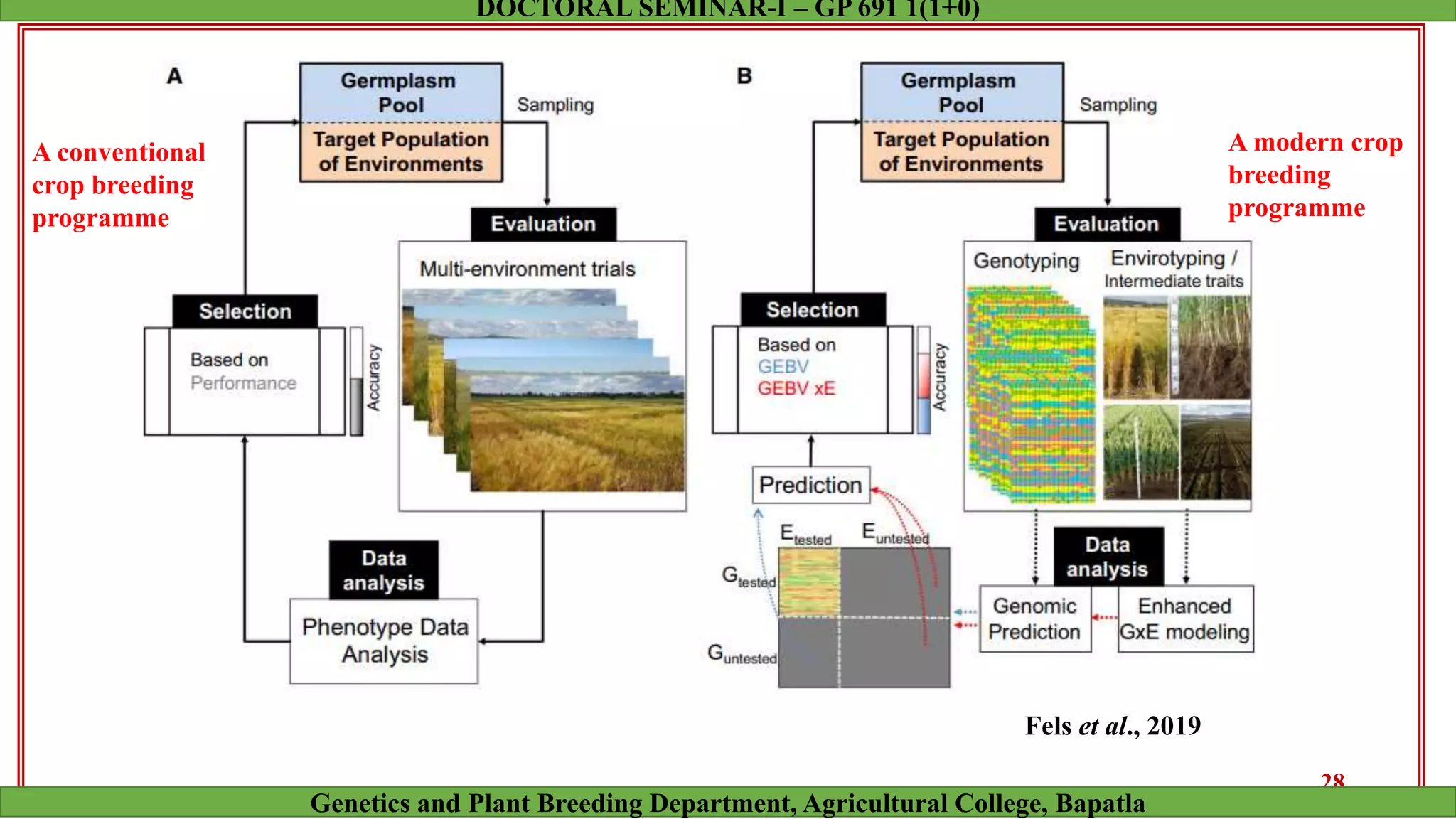 A conventional
crop breeding
programme
A modern crop
breeding
programme
28
Genetics and Plant Breeding Department, Agricultural College, Bapatla
DOCTORAL SEMINAR-I – GP 691 1(1+0)
Fels et al., 2019
 