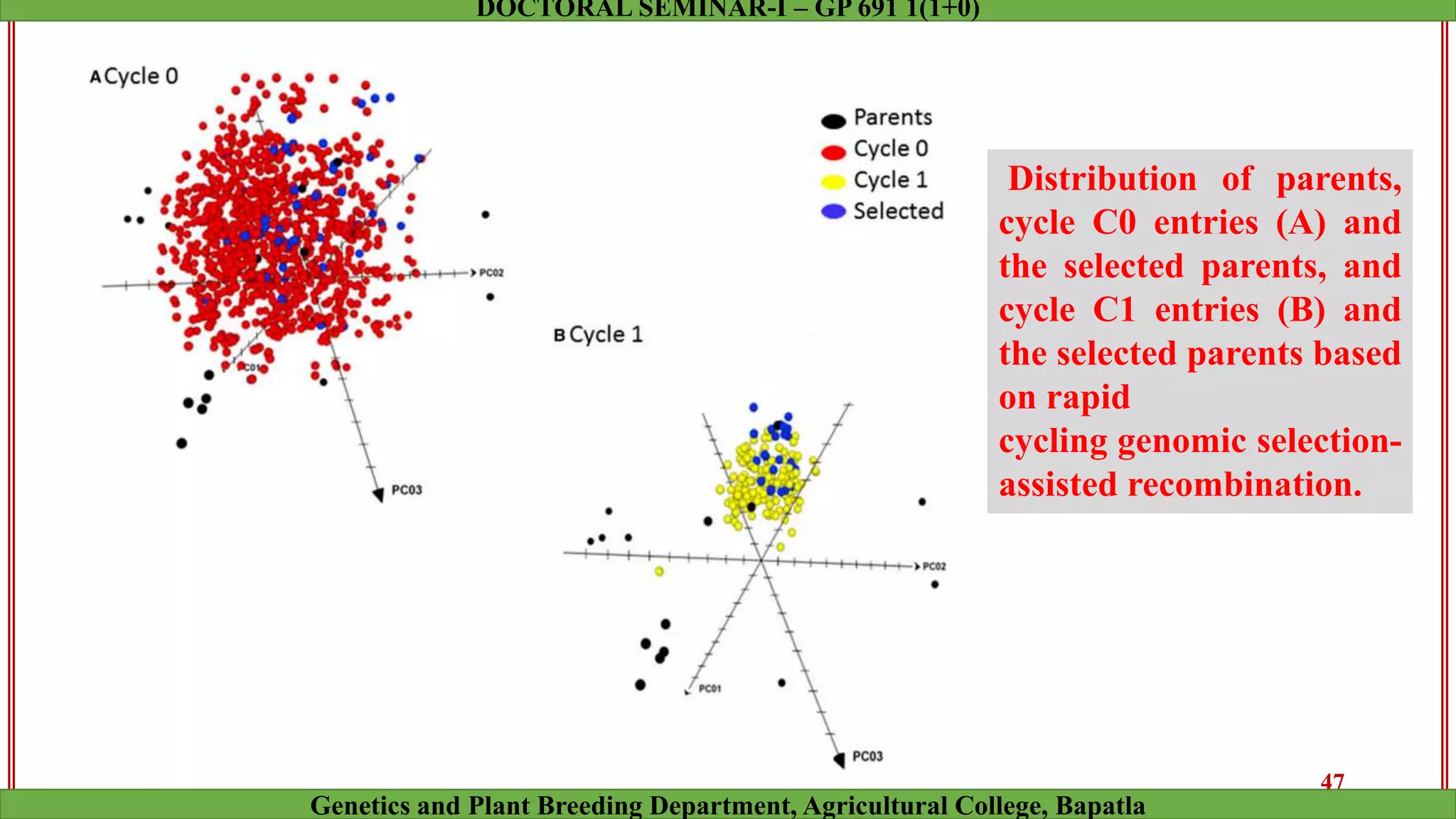 Distribution of parents,
cycle C0 entries (A) and
the selected parents, and
cycle C1 entries (B) and
the selected parents based
on rapid
cycling genomic selection-
assisted recombination.
47
Genetics and Plant Breeding Department, Agricultural College, Bapatla
DOCTORAL SEMINAR-I – GP 691 1(1+0)
 