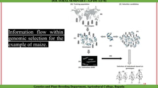 Accelerating crop genetic gains with genomic selection | PPTX