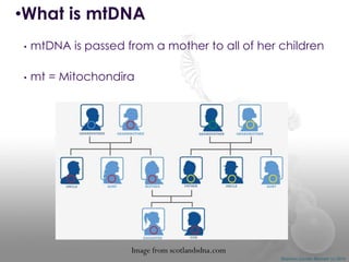 •What is mtDNA
•

mtDNA is passed from a mother to all of her children

•

mt = Mitochondira

Image from scotlandsdna.com
Shannon Combs-Bennett (c) 2014

 