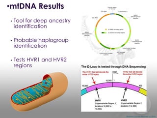 •mtDNA Results
•

•

•

Tool for deep ancestry
identification
Probable haplogroup
identification

Tests HVR1 and HVR2
regions

Shannon Combs-Bennett (c) 2014

 