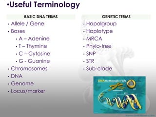 •Useful Terminology
BASIC DNA TERMS
•
•

•
•
•
•

Allele / Gene
Bases
• A – Adenine
• T – Thymine
• C – Cytosine
• G - Guanine
Chromosomes
DNA
Genome
Locus/marker

GENETIC TERMS
•
•
•
•
•

•
•

Hapolgroup
Haplotype
MRCA
Phylo-tree
SNP
STR
Sub-clade

Shannon Combs-Bennett (c) 2014

 