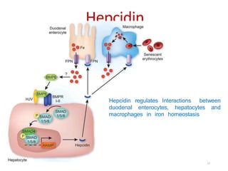 Hepcidin
Hepcidin regulates Interactions between
duodenal enterocytes, hepatocytes and
macrophages in iron homeostasis
12
 