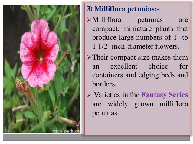 genetic improvement achivements and hybrid seed production in petun is flower size genetic