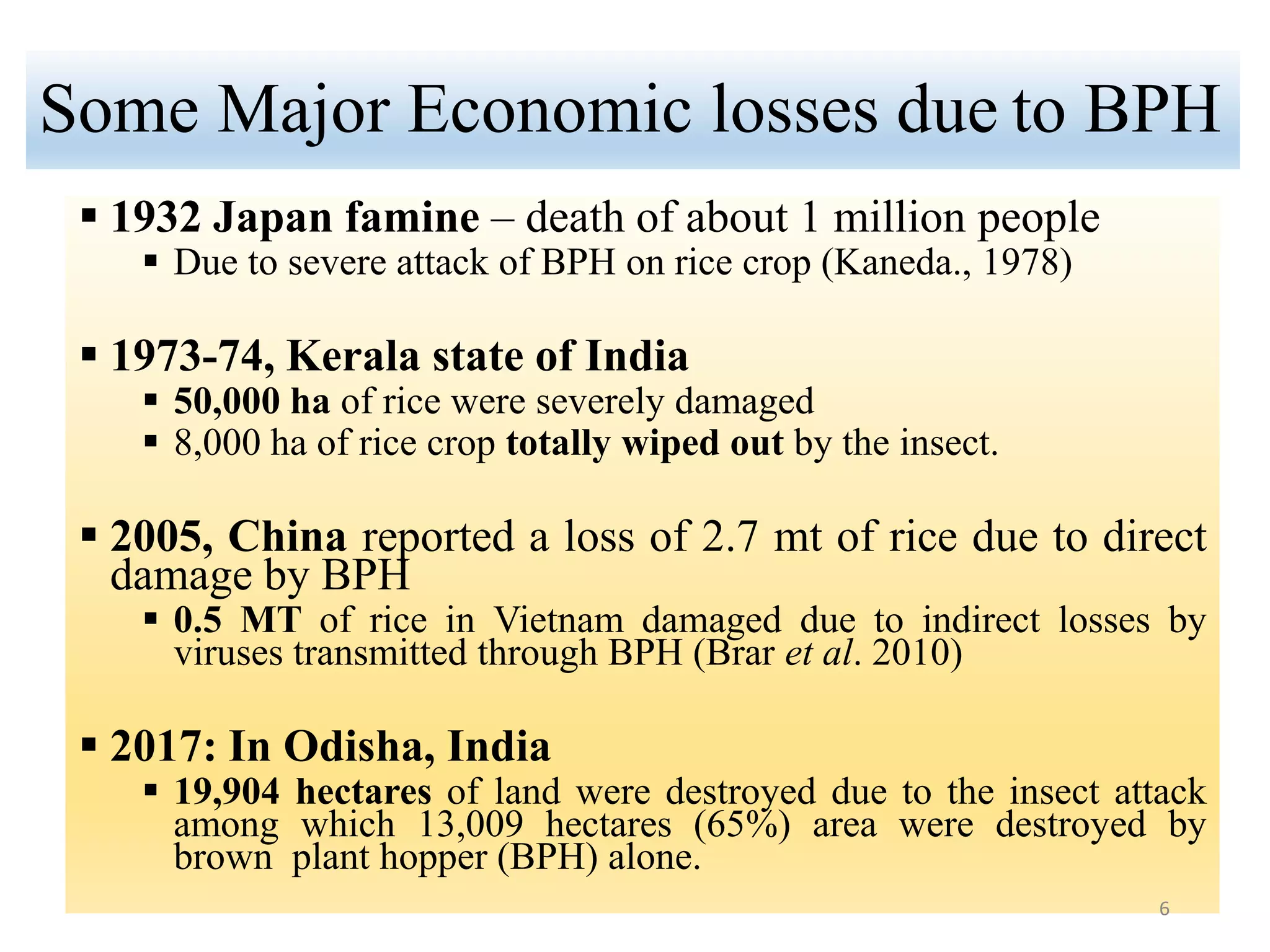 Bph Infested Rice Genetic improvement for bph tolerance in rice | PPTX
