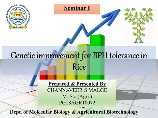 Genetic improvement for bph tolerance in rice | PPTX