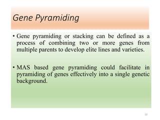 Gene Pyramiding
• Gene pyramiding or stacking can be defined as a
process of combining two or more genes from
multiple parents to develop elite lines and varieties.
• MAS based gene pyramiding could facilitate in
pyramiding of genes effectively into a single genetic
background.
10
 
