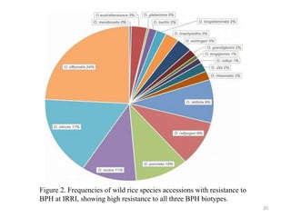 Figure 2. Frequencies of wild rice species accessions with resistance to
BPH at IRRI, showing high resistance to all three BPH biotypes.
20
 