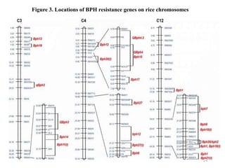 24
Figure 3. Locations of BPH resistance genes on rice chromosomes
 