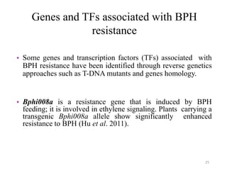 Genes and TFs associated with BPH
resistance
• Some genes and transcription factors (TFs) associated with
BPH resistance have been identified through reverse genetics
approaches such as T-DNA mutants and genes homology.
• Bphi008a is a resistance gene that is induced by BPH
feeding; it is involved in ethylene signaling. Plants carrying a
transgenic Bphi008a allele show significantly enhanced
resistance to BPH (Hu et al. 2011).
25
 