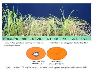 Figure 4. Rice genotypes showing varied resistance levels for brown planthopper in standard seed box
screening technique
Figure 5. Amount of honeydew excreted by brown planthopper on susceptible and resistant checks.
 