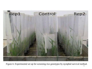 33
Figure 6. Experimental set up for screening rice genotypes by nymphal survival method.
 