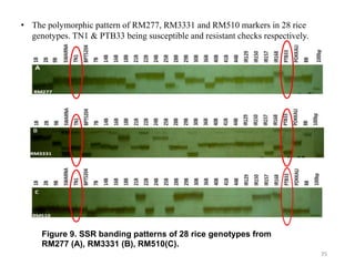 35
Figure 9. SSR banding patterns of 28 rice genotypes from
RM277 (A), RM3331 (B), RM510(C).
• The polymorphic pattern of RM277, RM3331 and RM510 markers in 28 rice
genotypes. TN1 & PTB33 being susceptible and resistant checks respectively.
 