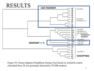 RESISTANT
LESS TOLERANT
SUSCEPTIBLE
MODERATELY
TOLERANT
Figure 10. Cluster diagram (Neighbour Joining Tree) based on similarity matrix
calculated from 28 rice genotypes detected by 30 SSR markers.
RESULTS
36
 