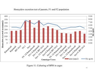 Honeydew excretion test of parents, F1 and F2 population
Figure 11. Culturing of BPH in cages
40
 