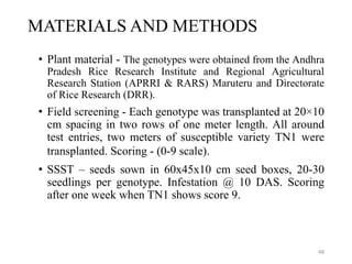 MATERIALS AND METHODS
• Plant material - The genotypes were obtained from the Andhra
Pradesh Rice Research Institute and Regional Agricultural
Research Station (APRRI & RARS) Maruteru and Directorate
of Rice Research (DRR).
• Field screening - Each genotype was transplanted at 20×10
cm spacing in two rows of one meter length. All around
test entries, two meters of susceptible variety TN1 were
transplanted. Scoring - (0-9 scale).
• SSST – seeds sown in 60x45x10 cm seed boxes, 20-30
seedlings per genotype. Infestation @ 10 DAS. Scoring
after one week when TN1 shows score 9.
48
 