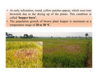 • At early infestation, round, yellow patches appear, which soon turn
brownish due to the drying up of the plants. This condition is
called ‘hopper burn’.
• The population growth of brown plant hopper is maximum at a
temperature range of 28 to 30 °C.
5
 