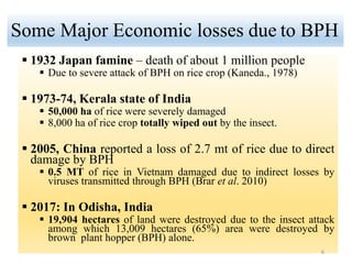 Some Major Economic losses due to BPH
 1932 Japan famine – death of about 1 million people
 Due to severe attack of BPH on rice crop (Kaneda., 1978)
 1973-74, Kerala state of India
 50,000 ha of rice were severely damaged
 8,000 ha of rice crop totally wiped out by the insect.
 2005, China reported a loss of 2.7 mt of rice due to direct
damage by BPH
 0.5 MT of rice in Vietnam damaged due to indirect losses by
viruses transmitted through BPH (Brar et al. 2010)
 2017: In Odisha, India
 19,904 hectares of land were destroyed due to the insect attack
among which 13,009 hectares (65%) area were destroyed by
brown plant hopper (BPH) alone.
6
 