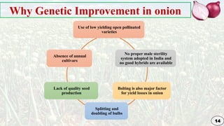 Genetic Improvement in Onion for plant breeding | PPTX