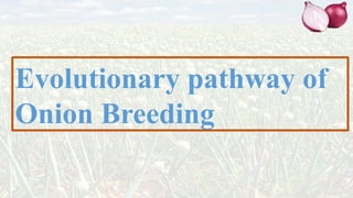 Genetic Improvement in Onion for plant breeding | PPTX